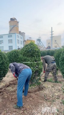 冠幅200厘米冬青球