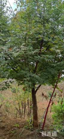14公分鸡爪槭