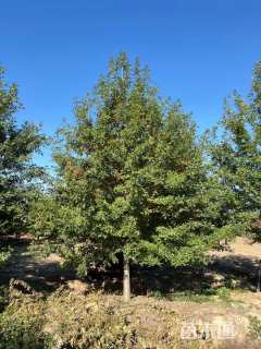 14公分北美红栎