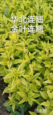 高度80厘米金叶连翘
