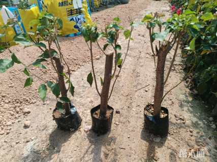 高度30厘米三角梅