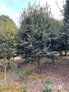 高度250厘米茶梅