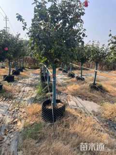 高度180厘米月季