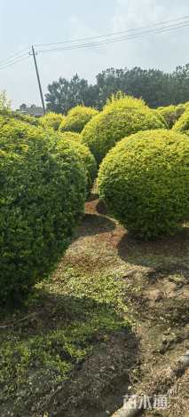 冠幅200厘米金冠女贞球