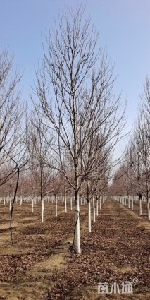 10公分美国红枫-红冠