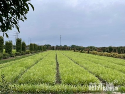 高度25厘米金边麦冬