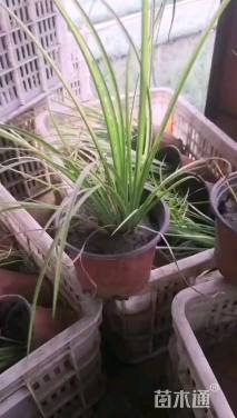 高度25厘米金叶菖蒲
