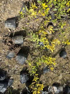 高度40厘米黄金枸骨