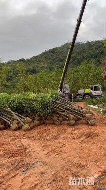 高度300厘米紫荆