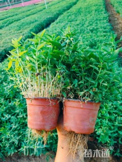 高度22厘米千屈菜