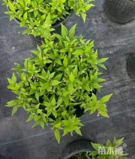 高度50厘米溲疏