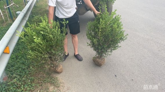 冠幅40厘米小叶黄杨球