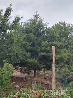 高度500厘米华山松