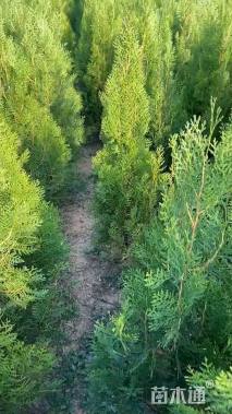 高度40厘米侧柏