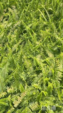 高度20厘米肾蕨