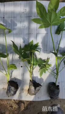 高度20厘米八角金盘