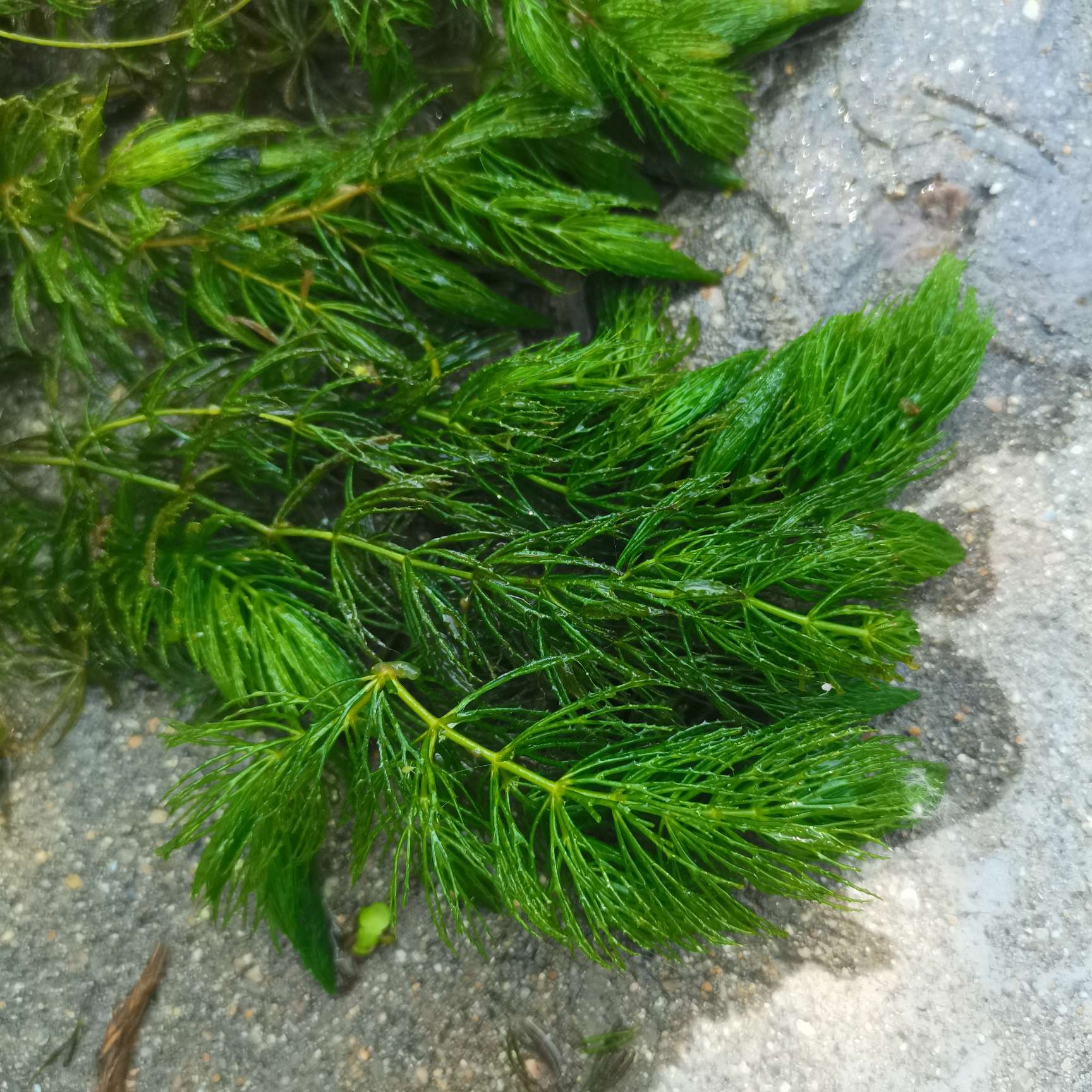 高度40厘米金鱼藻