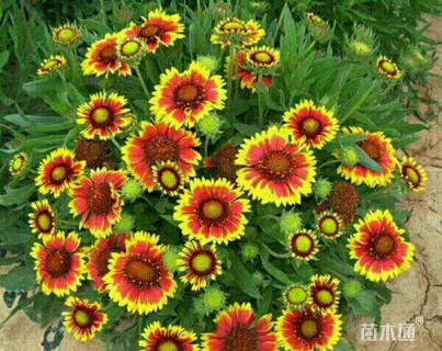 高度15厘米宿根天人菊