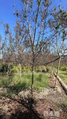 4公分红火球紫薇