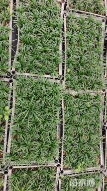 高度15厘米玉龙草