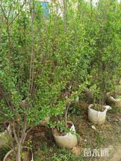 高度200厘米花石榴