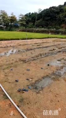 高度30厘米紫穗狼尾草