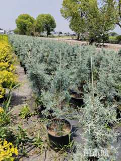 高度90厘米蓝冰柏