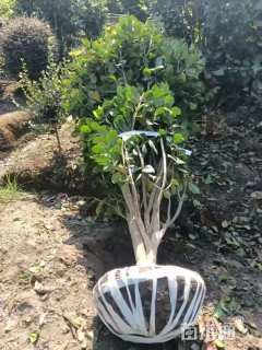 高度120厘米茶花