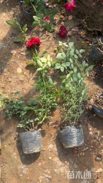 高度25厘米月季