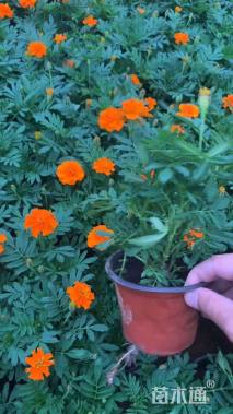 高度20厘米孔雀草