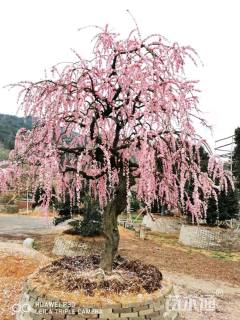 高度200厘米垂梅