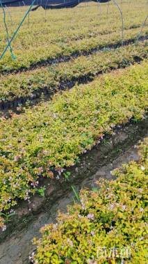 高度25厘米六道木