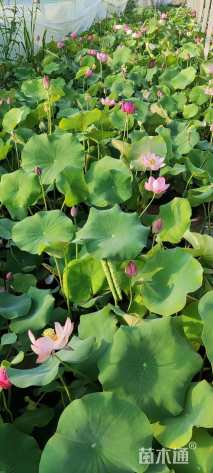 高度60厘米荷花