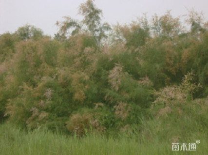 高度210厘米柽柳