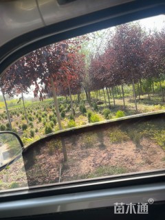 15公分紫叶稠李