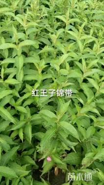 高度80厘米红王子锦带