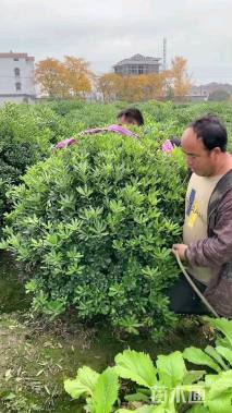 冠幅180厘米海桐球