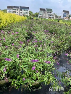 高度30厘米紫花醉鱼草
