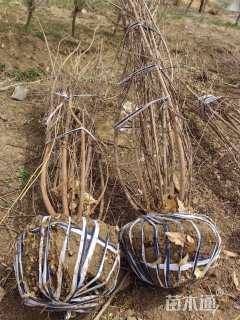 高度250厘米丛生蜡梅