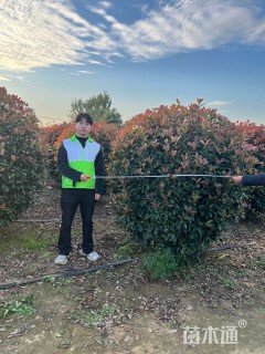 冠幅150厘米红叶石楠球