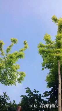 3公分金叶复叶槭