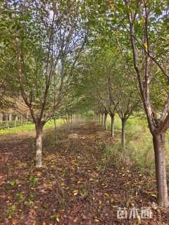 15公分染井吉野樱