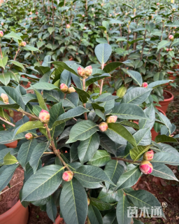 高度150厘米四季茶花