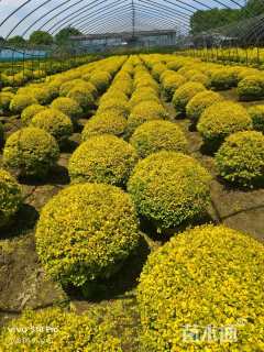 冠幅100厘米亮晶女贞球