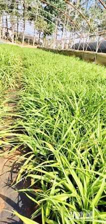 高度20厘米吉祥草