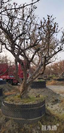 高度300厘米石榴