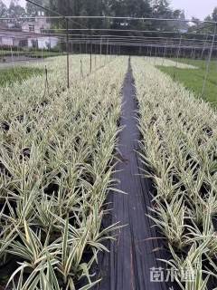 高度45厘米山菅兰