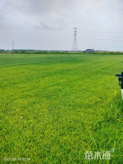 草卷状百慕大草