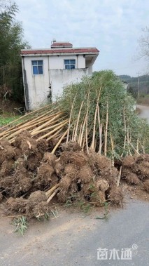 地栽苗乌哺鸡竹