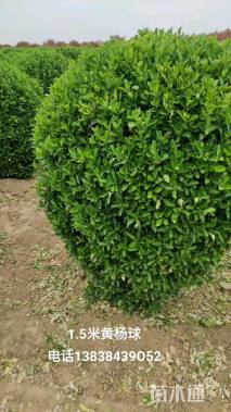 冠幅80厘米大叶黄杨球